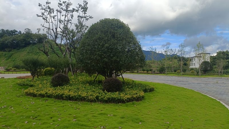 小区绿化植物搭配设计，打造宜居生态家园