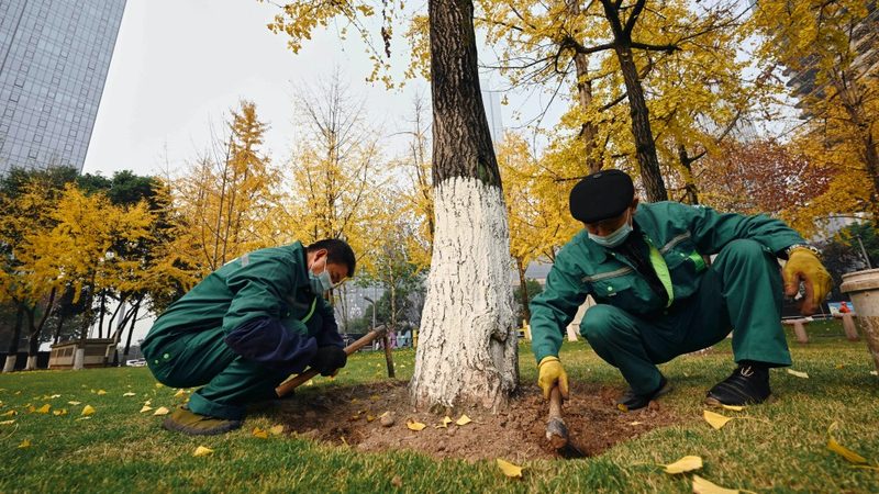 北京绿植租赁上门安装服务：如何打造绿色办公空间