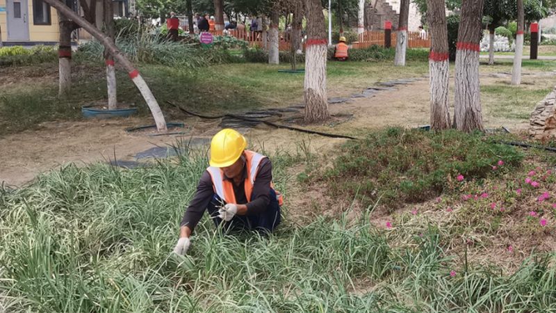 庭院草坪自己铺设方法：从选材到养护的全方位指南